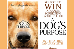Concours gagnez des Billets pour l'avant-première du film A Dog's Purpose