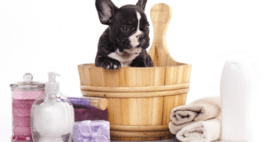 Concours gagnez 1 an de toilettage pour votre chien