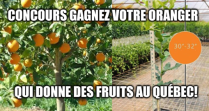 Gagnez votre oranger mature qui donne des fruits au Québec