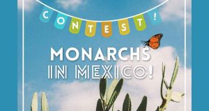 Voyage pour 2 au Mexique pour voir les papillons monarques