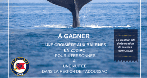 CROISIÈRE AUX BALEINES + UNE NUITÉE pour 4 personnes