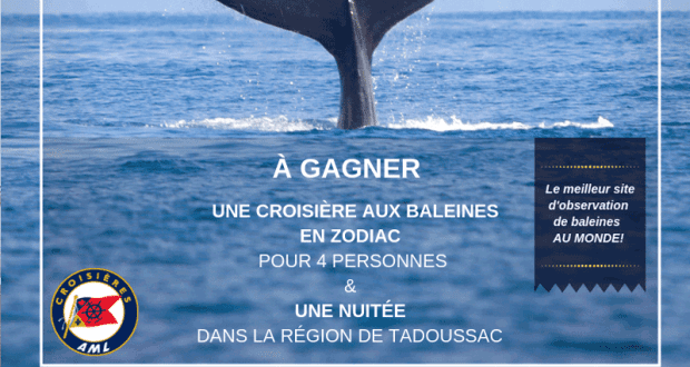 CROISIÈRE AUX BALEINES + UNE NUITÉE pour 4 personnes