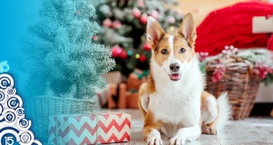 Gagnez Un paquet-cadeau personnalisé de chez Mondou