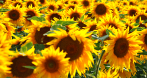 Recevez gratuitement par la poste des sachets de graines de Tournesol